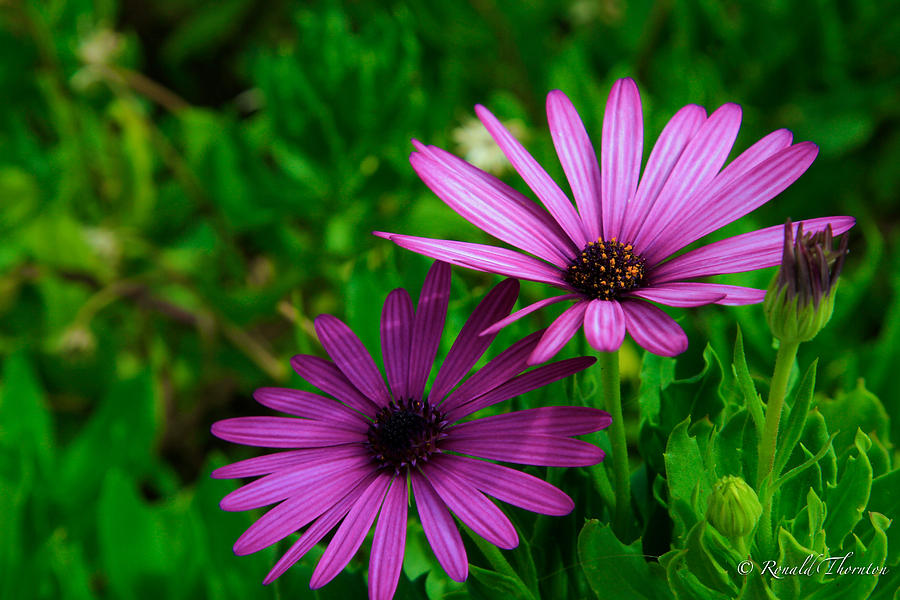 Purple and Green Photograph by Ron Thornton - Fine Art America