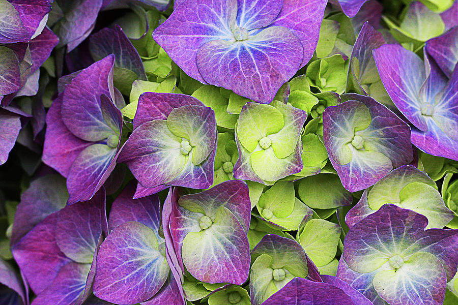 Purple and Green Photograph by Susan Campbell