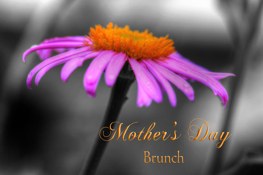 Purple And Orange Coneflower Mothers Day Brunch Photograph