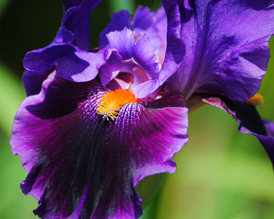 Purple and Orange Iris 4 Photograph by Jai Johnson