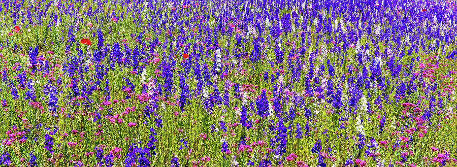 Purple And Pink Wildflowers Photograph by Willie Harper