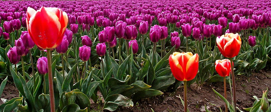 Purple And Red Tulips Photograph