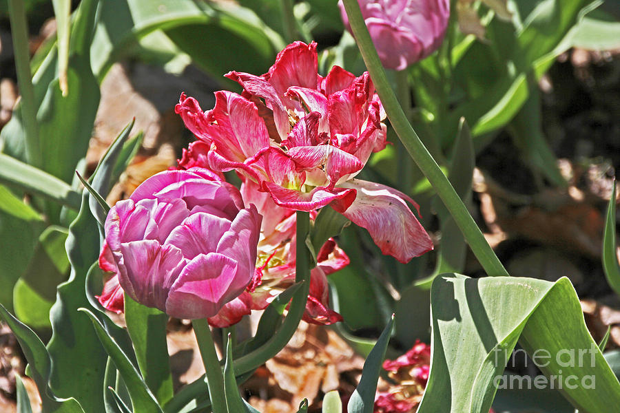 Purple and Red Tulips  Photograph by David Frederick