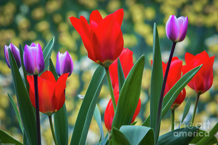 Purple And Red Tulips Photograph by Mitch Shindelbower