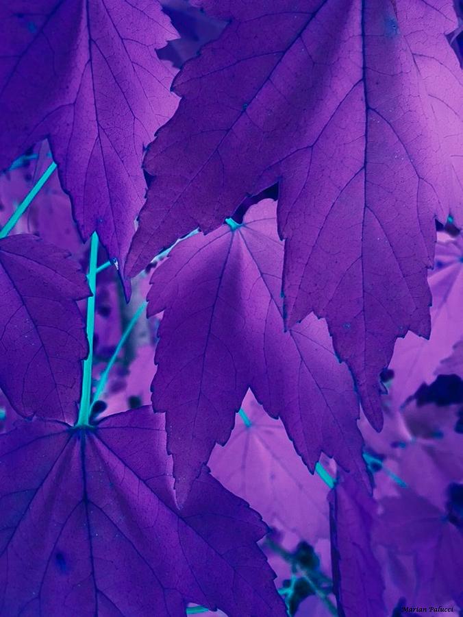 Purple and Teal Leaves Forever... Photograph by Marian Lonzetta