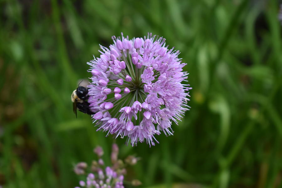 Purple and the Bee Photograph by Nina Kindred