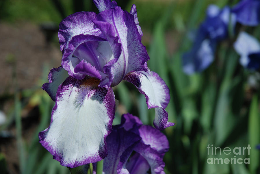 Purple and White Bearded Iris Flower Blossom Photograph by DejaVu Designs