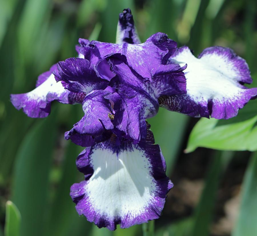 Iris Flower White and Purple: A Stunning Combination to Brighten Your ...