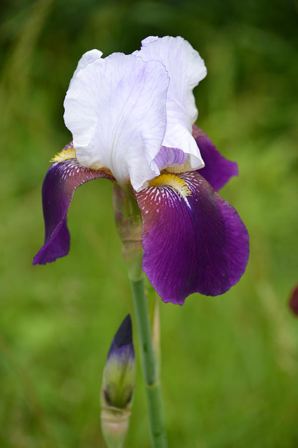 White Bearded Iris Flower