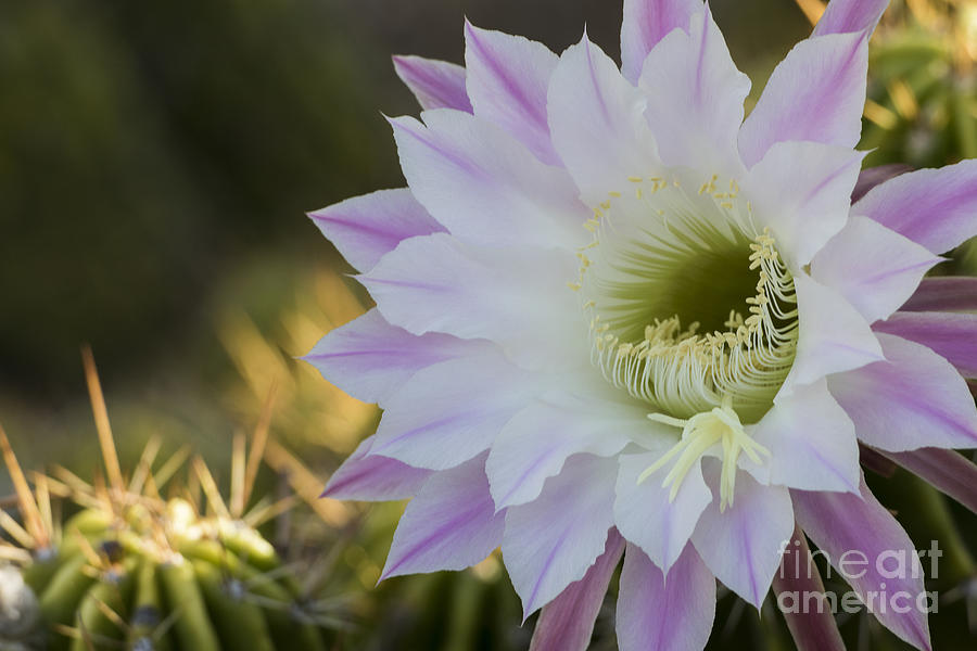 Purple and White Glory Cactus Flower Photograph by Bryan Keil