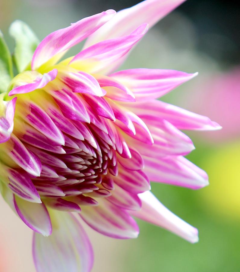 Flowers Still Life Photograph - Purple and White Dahlia Bloom by DUG Harpster