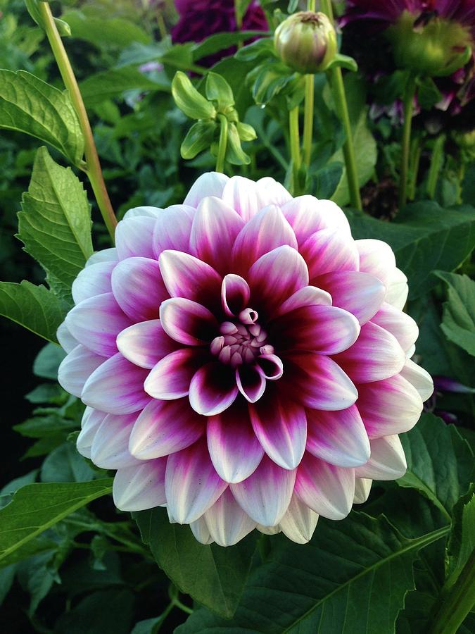 Purple and White Dahlia Photograph by Brian Eberly
