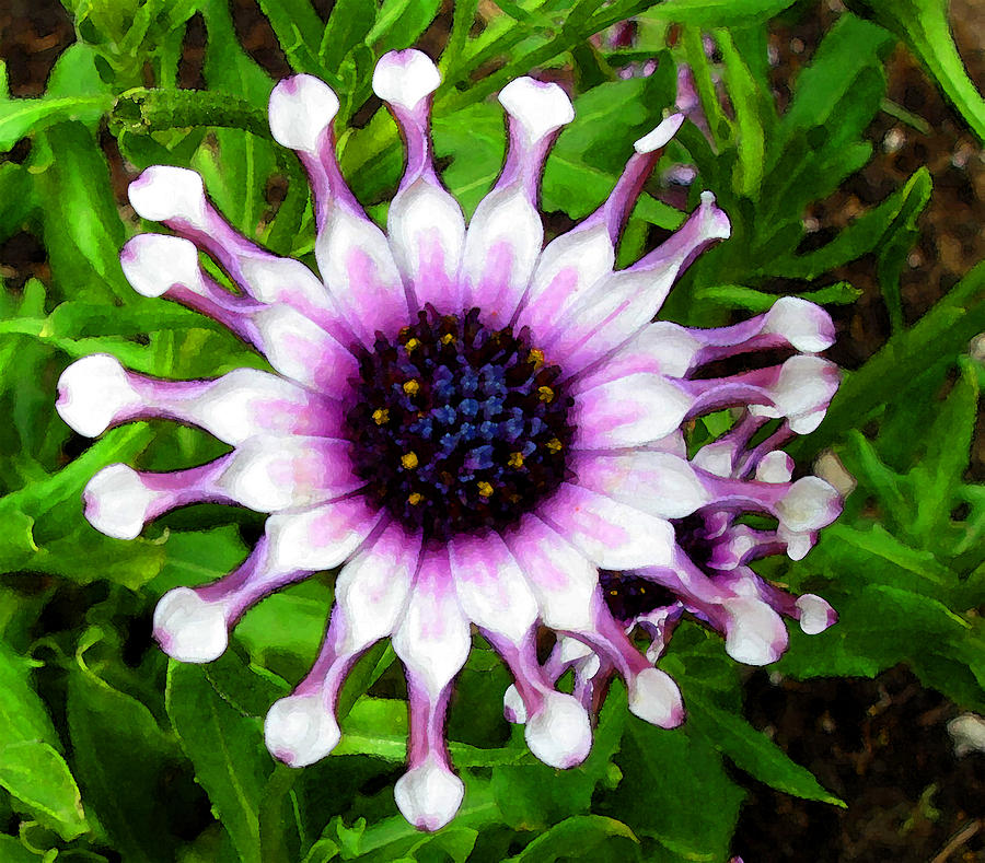 Purple and White Flowers 4  WC  Photograph by Lyle Crump