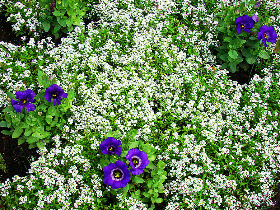 Purple and White Flowers Photograph by Todd Zabel
