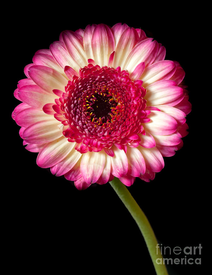 Purple and white Gerbera Photograph by Colin Rayner