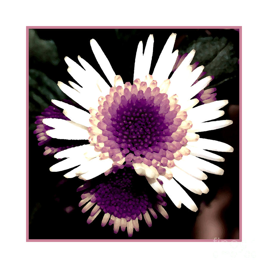 Purple and white Photograph by Heidi De Leeuw