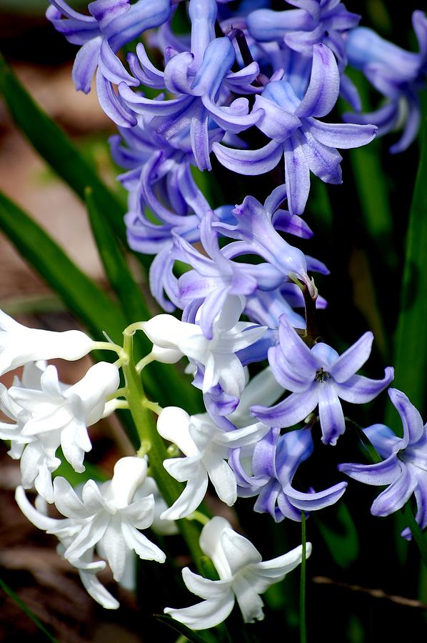 Flower Photograph - Purple and White Hyacinth by David Lane