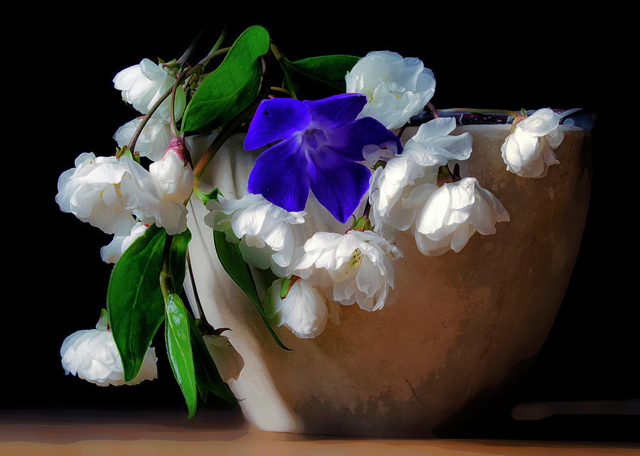 Purple And White In A Pot Photograph by Hal Halli