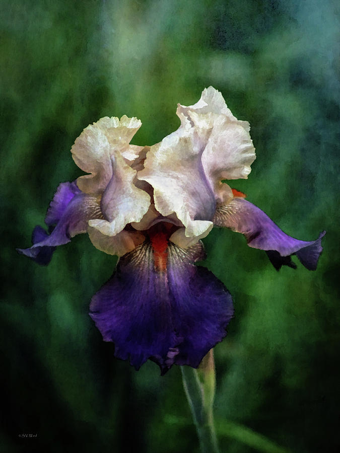Purple and White Iris 0771 IDP_2 Photograph by Steven Ward