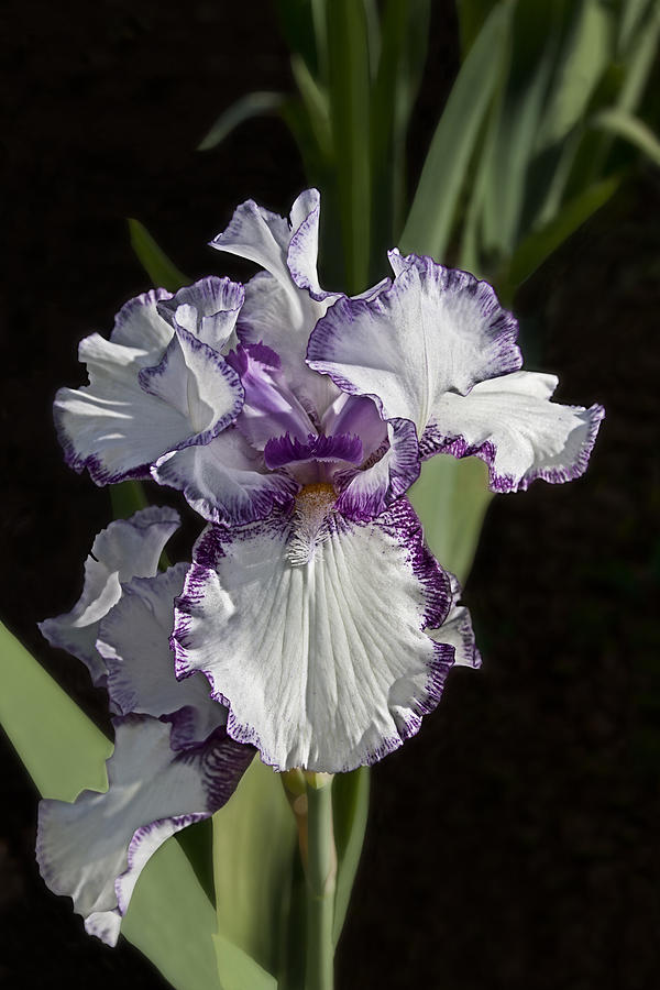 Purple and White Iris - 1583 Photograph by C VandenBerg