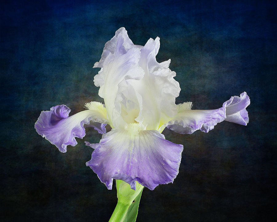 Violet and White Iris Close Up Photograph by Lowell Monke