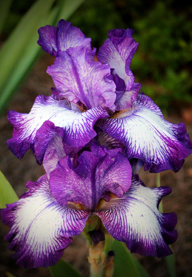 Purple And White Iris Photograph by Cynthia Guinn