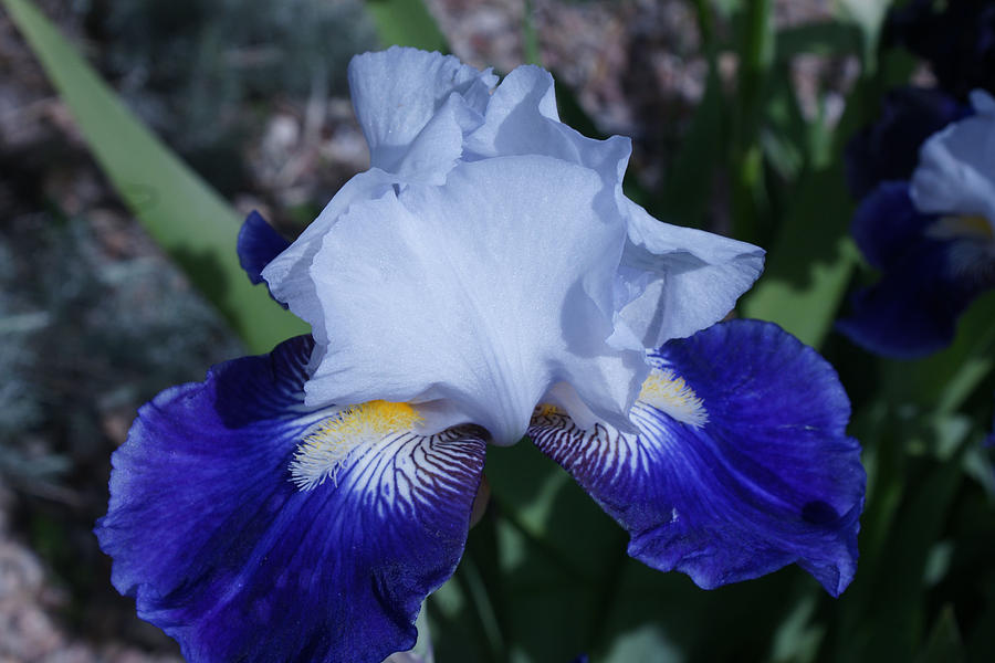 Purple and White Iris Photograph by James Gay