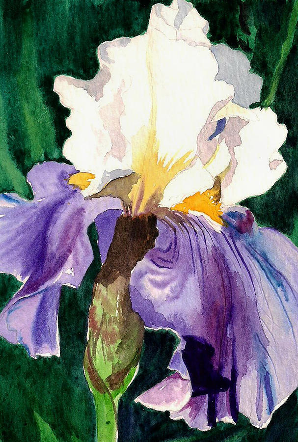 Purple and White Iris Painting by Janis Grau