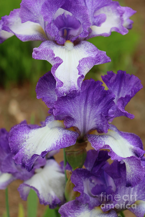 Iris Photograph - Purple and White Iris Layers by Carol Groenen