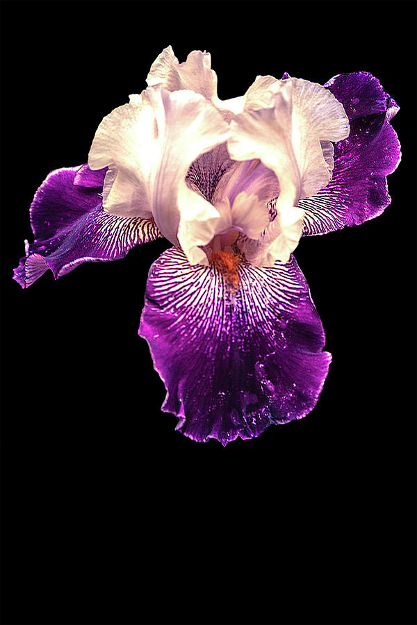 Purple and White Iris Photograph by Mike Stephens