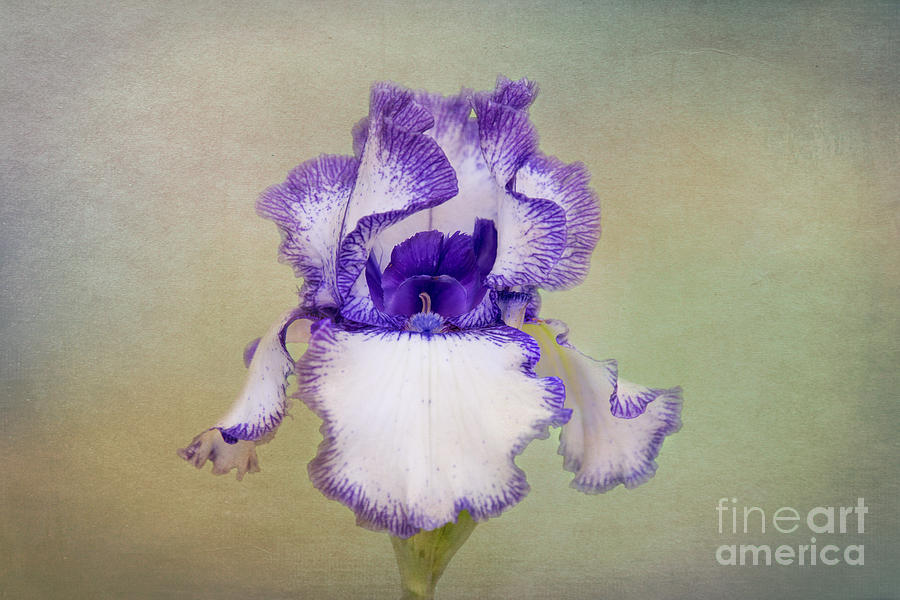 Purple And White Iris Photograph by Sharon McConnell