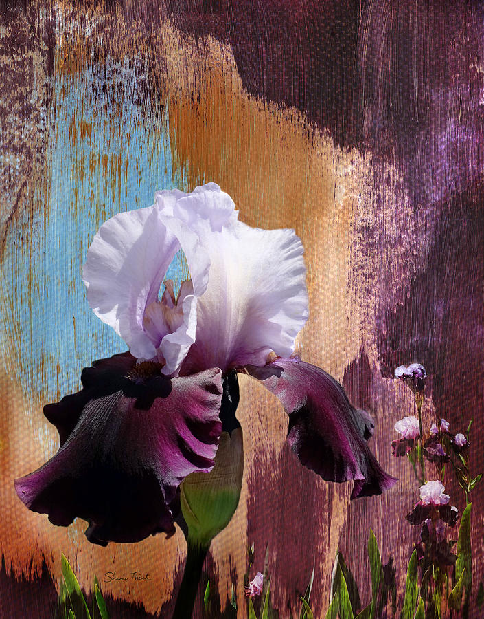 Purple and White Iris Photograph by Sherrie Triest