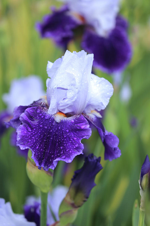 Purple and White Iris Photograph by Theresa Campbell