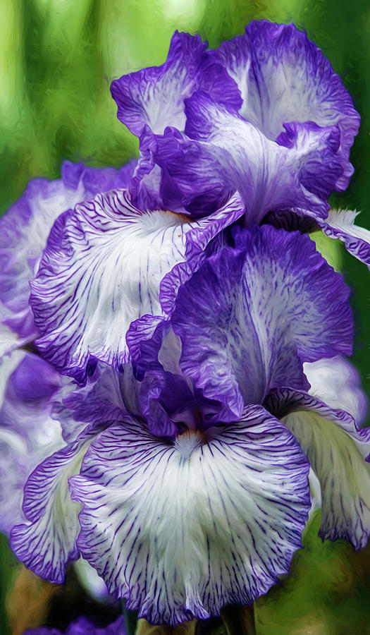 Purple and White Iris Photograph by Wes and Dotty Weber