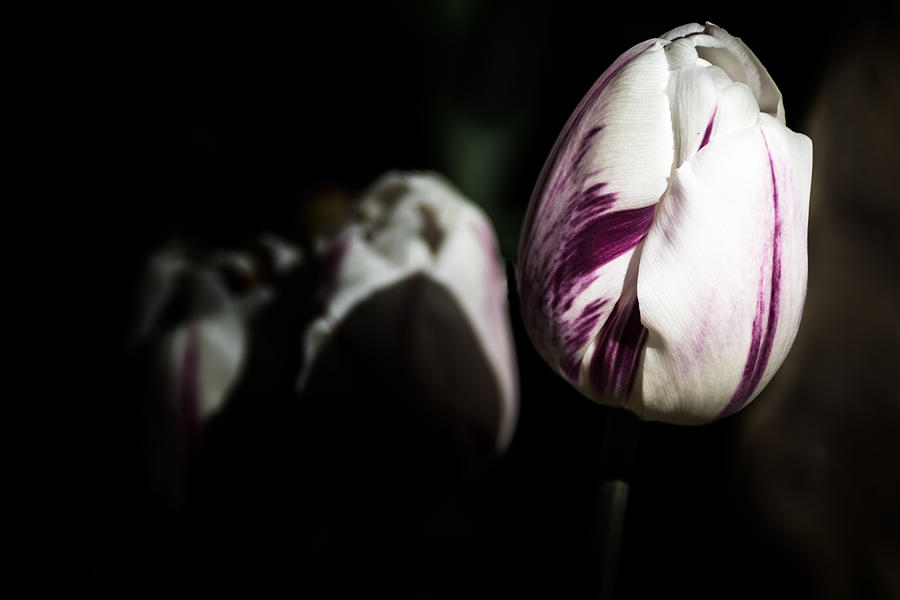 Purple and White Photograph by Jay Stockhaus