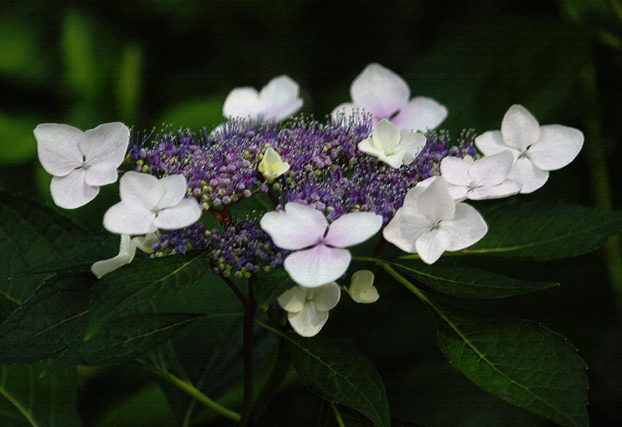 Purple and White Lacecap Hydrangea in Pastel Photograph by Suzanne Gaff