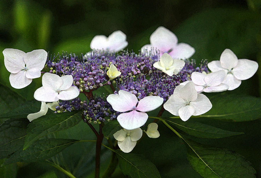 Purple and White Lacecap Hydrangea in Watercolor Photograph by Suzanne Gaff