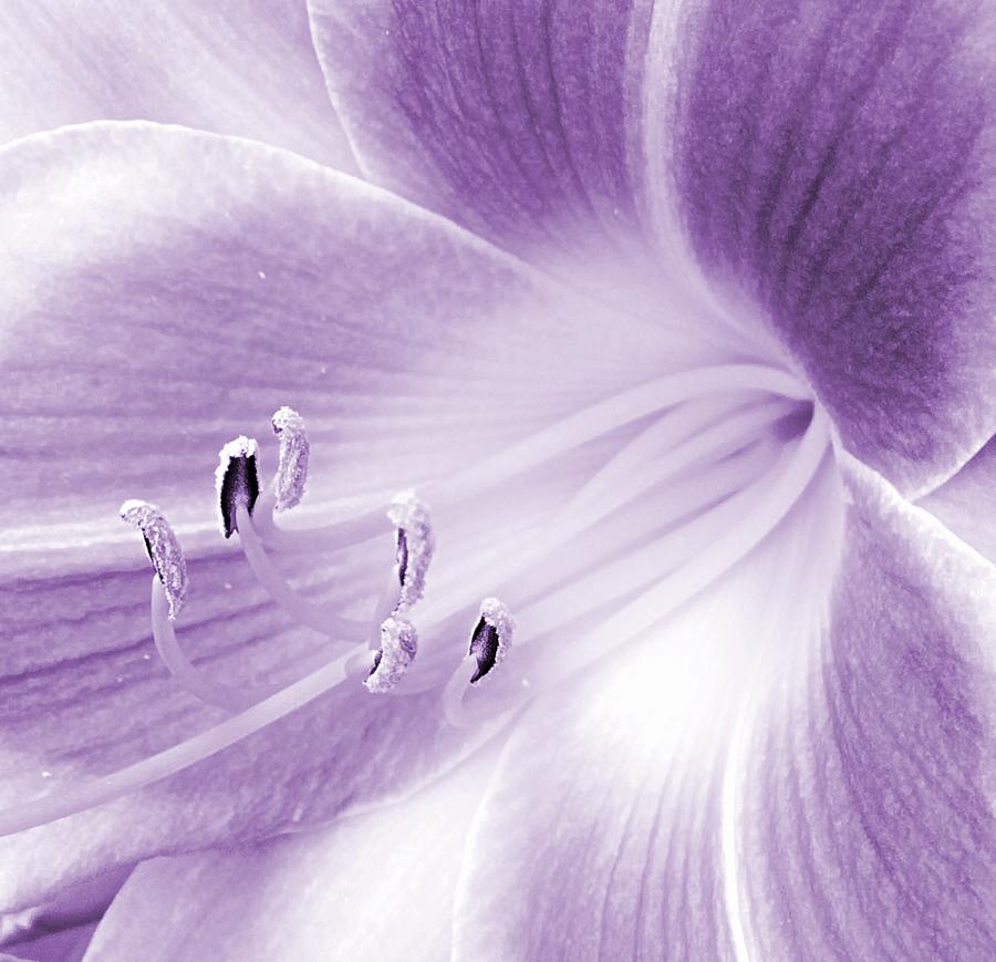 Purple And White Lily Photograph