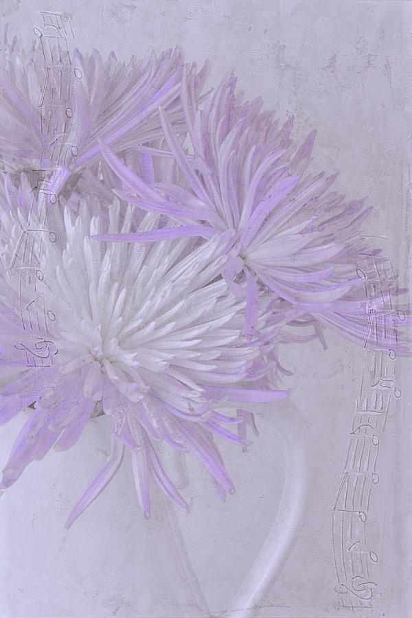 Purple And White Mums Photograph by Sandra Foster