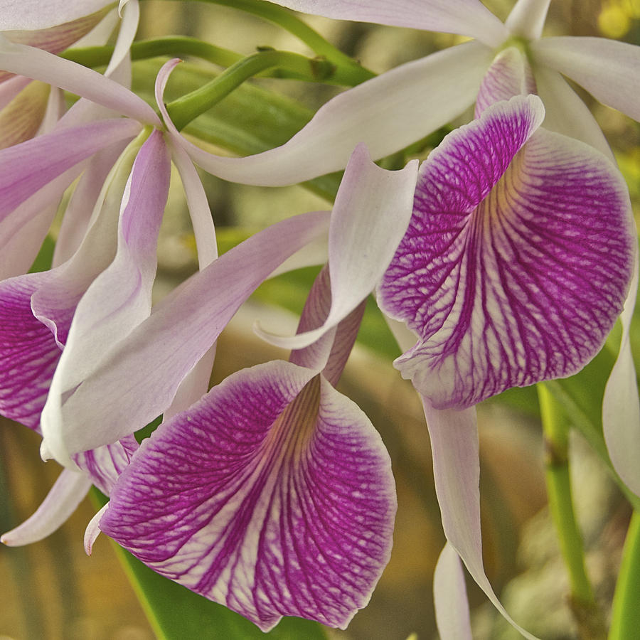 Purple and White Orchid 2 Photograph by Michael Peychich
