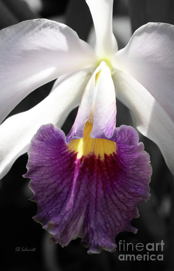 Purple and White Orchid Photograph by E B Schmidt