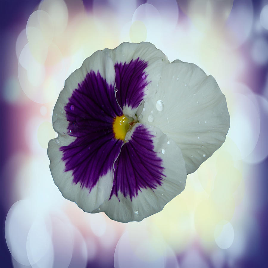 Purple and White Pansy Photograph by Judy Hall-Folde