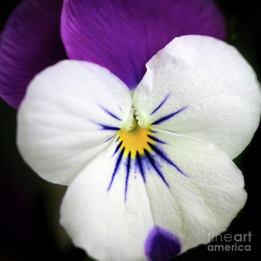 Purple and White Pansy Photograph by Karen Adams