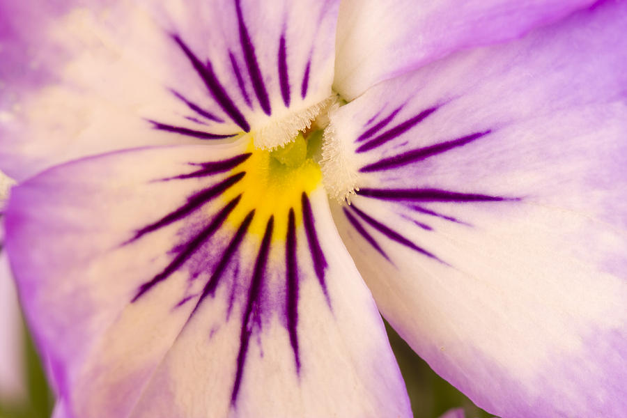 Purple And White Pansy Macro Photograph by Sandra Foster