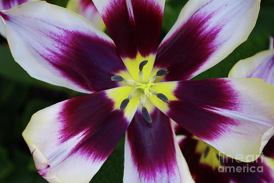 Tulip Photograph - Purple and White Tulip by Rich Walter
