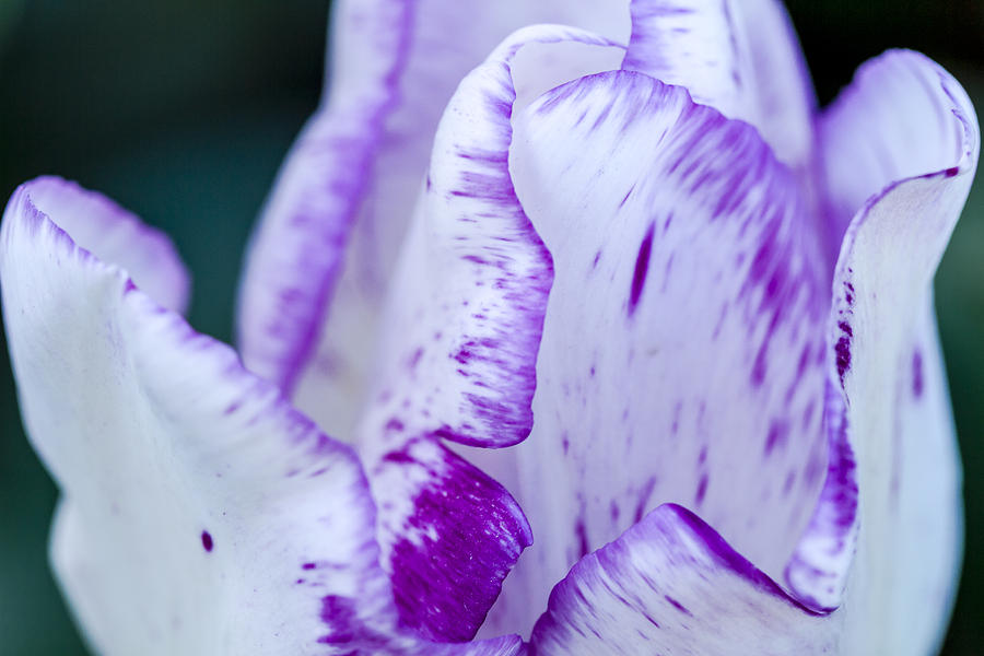 Purple and White Tulip Photograph by Teri Virbickis