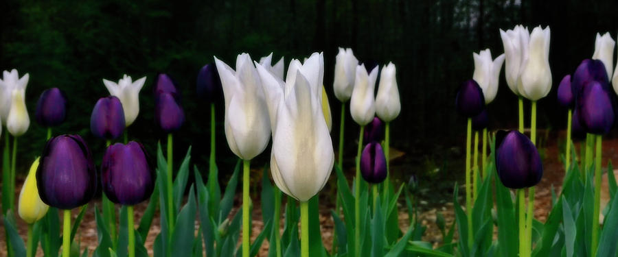 Purple And White Tulips 001 Photograph by George Bostian