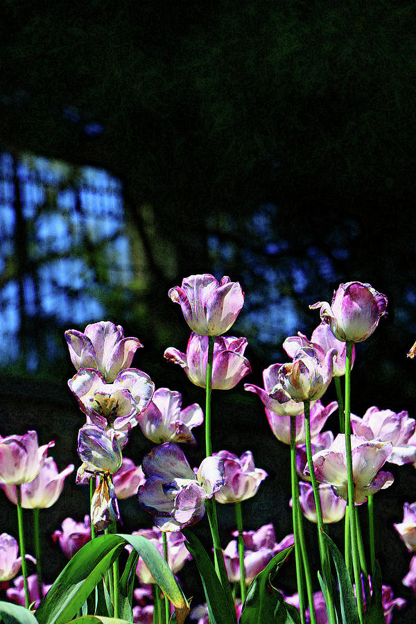 Purple and White Tulips - Photopainting Photograph by Allen Beatty