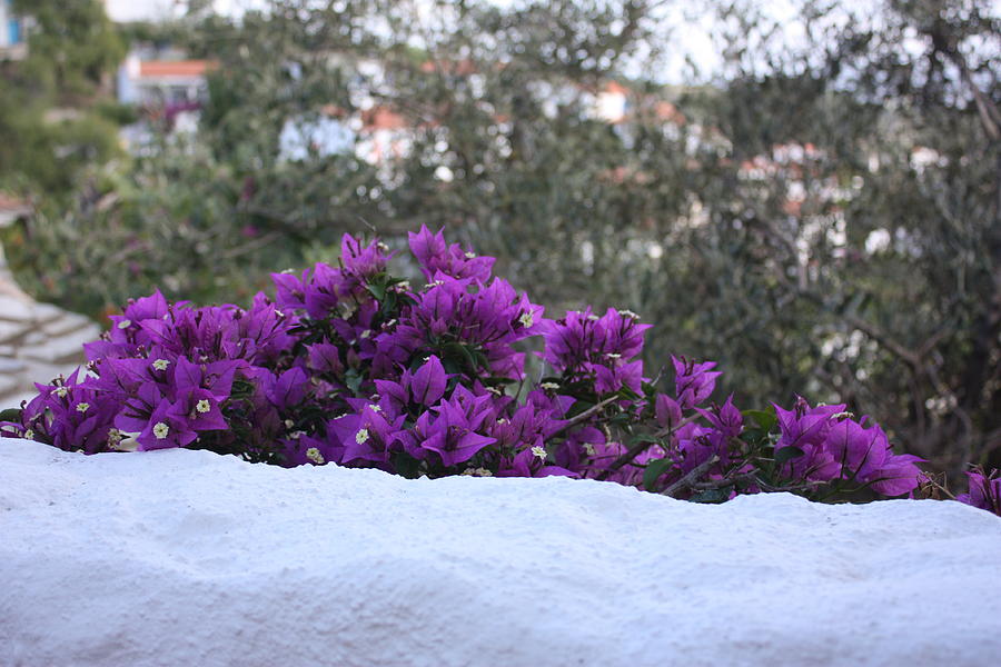 Purple and White Photograph by Yvonne Ayoub
