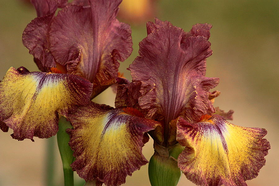 Purple and Yellow Bearded Iris Photograph by Sheila Brown